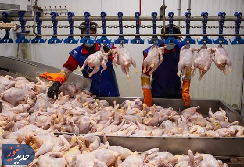 خرید ۳۵ هزار تن گوشت مرغ تولید داخلی