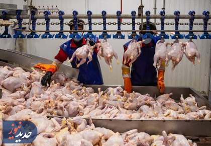 خرید ۳۵ هزار تن گوشت مرغ تولید داخلی